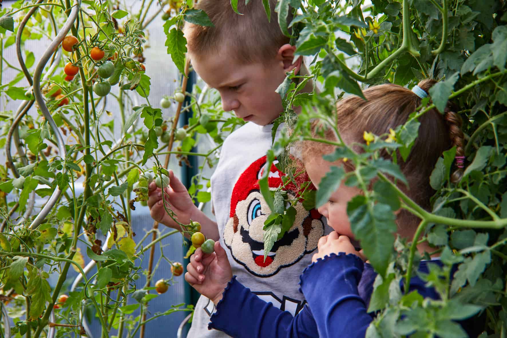 Kinder untersuchen Tomaten am Strauch